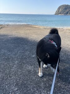 波から離れようとする黒柴まめ