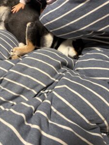 布団のど真ん中で熟睡する黒柴まめ