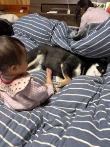 布団の上で姉妹とまめがそれぞれ自由に過ごす夜