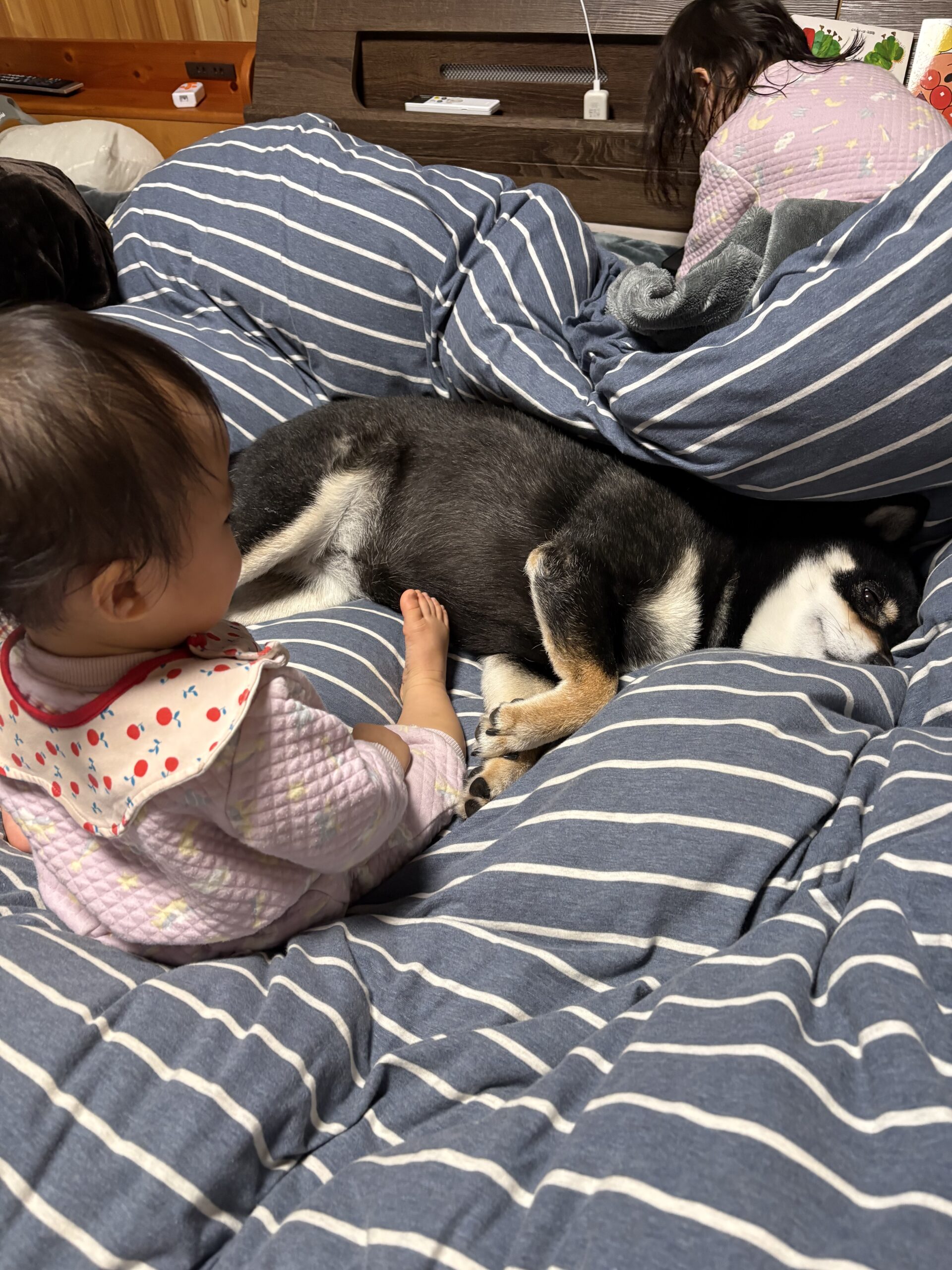 布団の上で姉妹とまめがそれぞれ自由に過ごす夜