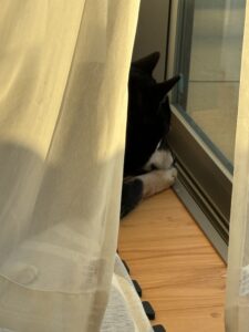 窓際の定位置で外の様子をじっと見ている黒柴まめ