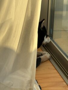 耳を立てて外を気にする黒柴まめの後ろ姿