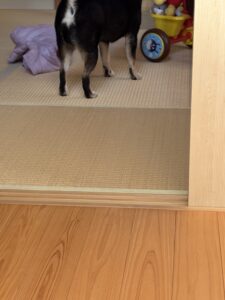 アンパンマン三輪車に乗る上の子