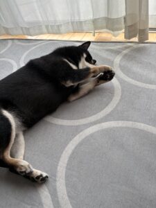 ラグの上で顔を隠してゴロンとする黒柴犬まめ