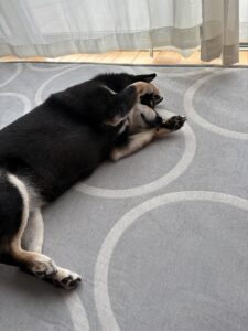 前足を顔に持っていく不思議な体勢の柴犬