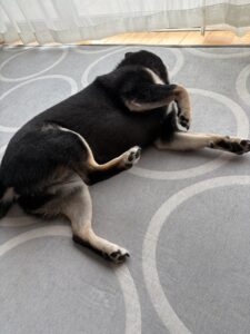 仰向けで寝転がるセルフトリミング中の柴犬