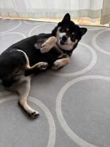 こちらを見る職人顔の黒柴