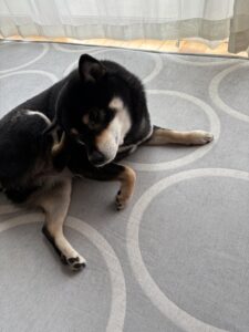 おすわり姿勢で満足そうな柴犬まめ