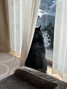 カーテンの隙間から外を見ている後ろ姿の写真