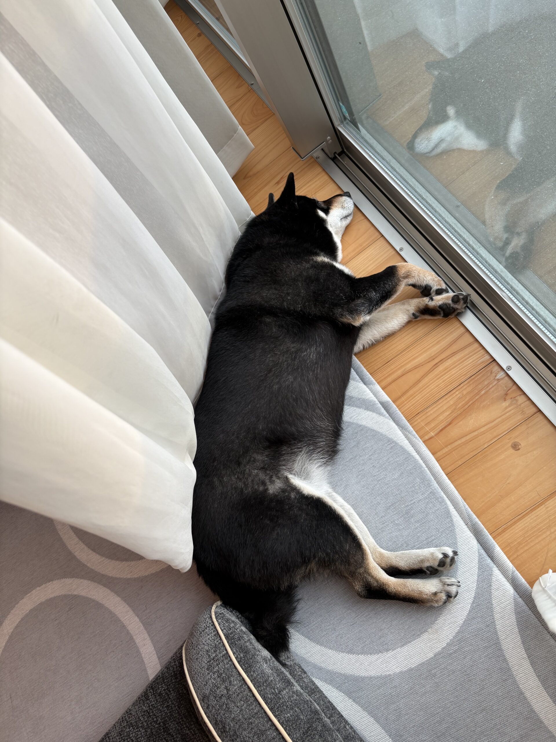 ガラスに顔をつけて寝ている写真