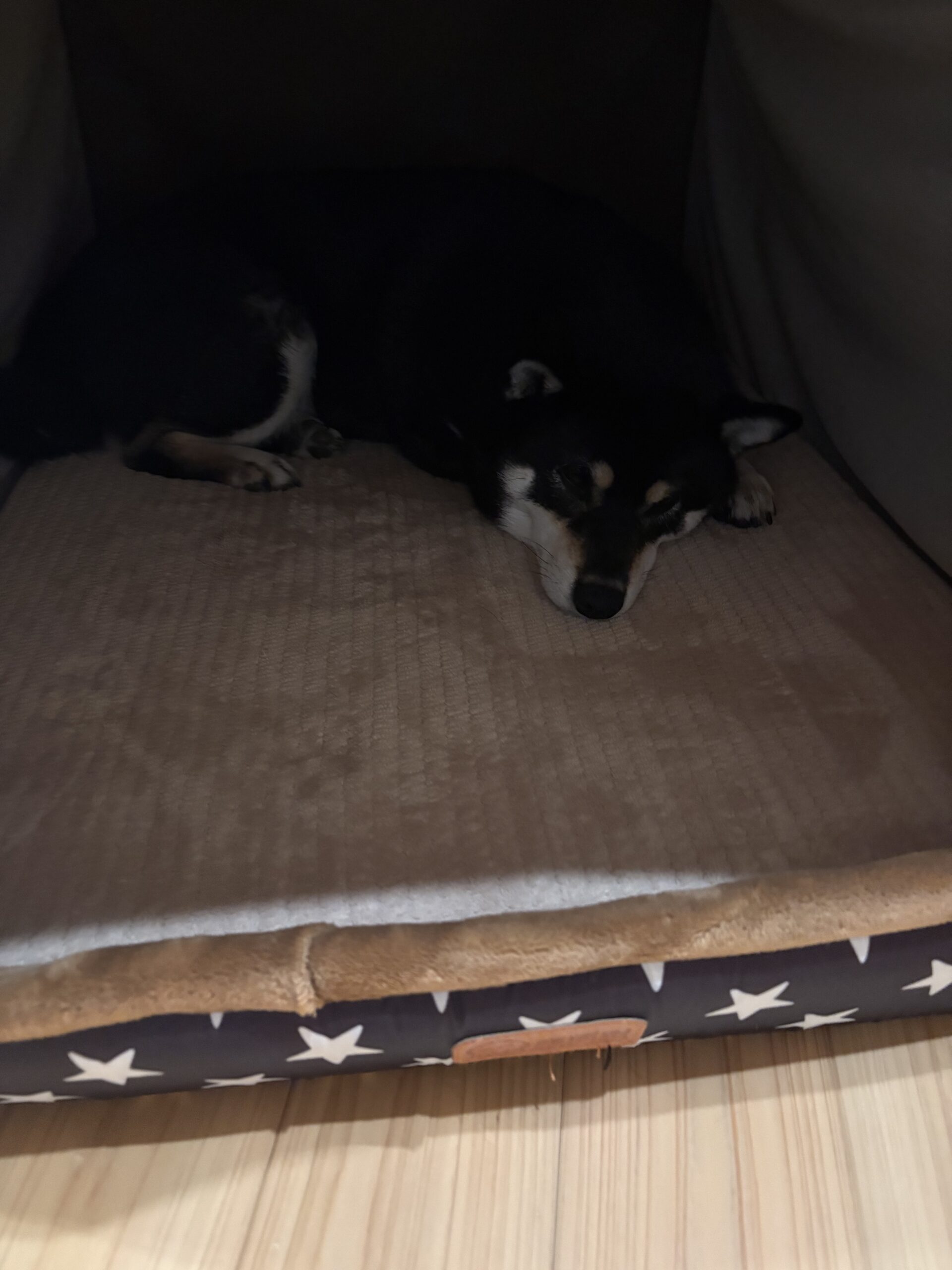 犬用ベッドで静かに眠る黒柴まめの姿