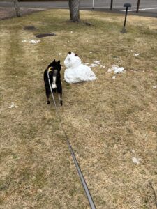 散歩中に雪だるまを発見して立ち止まる黒柴まめ