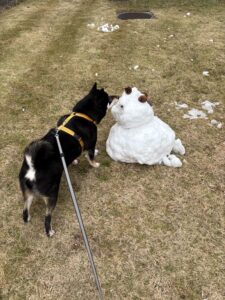 雪だるまに近づいて様子をうかがう黒柴まめ
