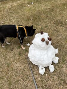 雪だるまの顔を至近距離で確認する黒柴まめ