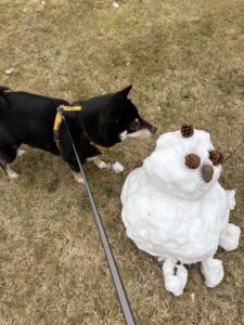 警戒しつつ雪だるまを観察する黒柴まめ