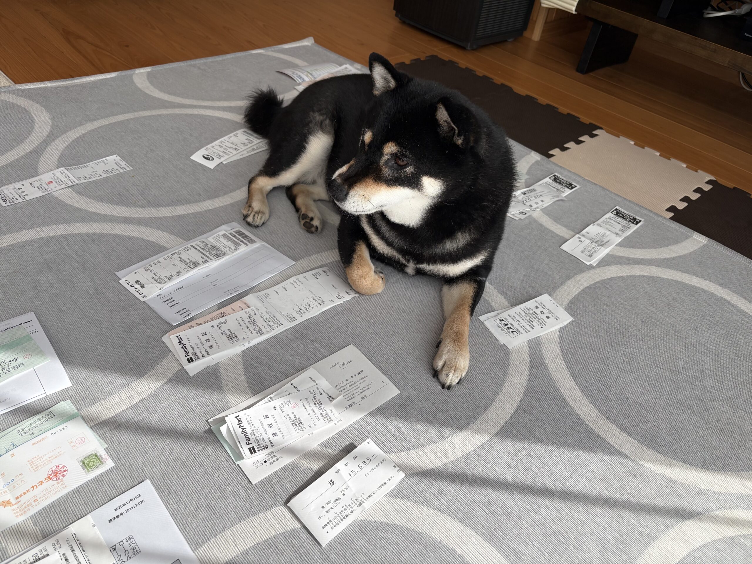 レシート整理中、床に広げた書類の上で転がって邪魔をする黒柴まめ