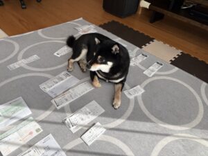レシート整理はここまでと言わんばかりに居座る黒柴まめ