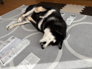 節税用レシートの上でお腹を出してくつろぐ黒柴まめ