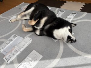 レシート整理を中断させにきたかのように眠そうな黒柴まめ