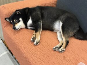ソファでリラックスしながら寝転ぶ黒柴まめ