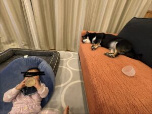 お風呂上がりに自分でミルクを飲む赤ちゃんと側で寝る黒柴まめ