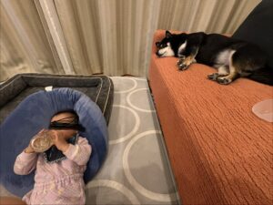 ミルクを飲む下の子と見守るように寝転ぶ柴犬