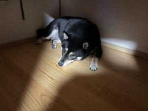 押入れの端で雷を怖がって震える黒柴まめ