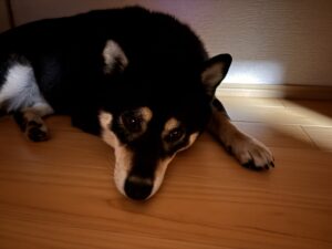 夕立の音に怯えて静かに過ごす黒柴まめの夜