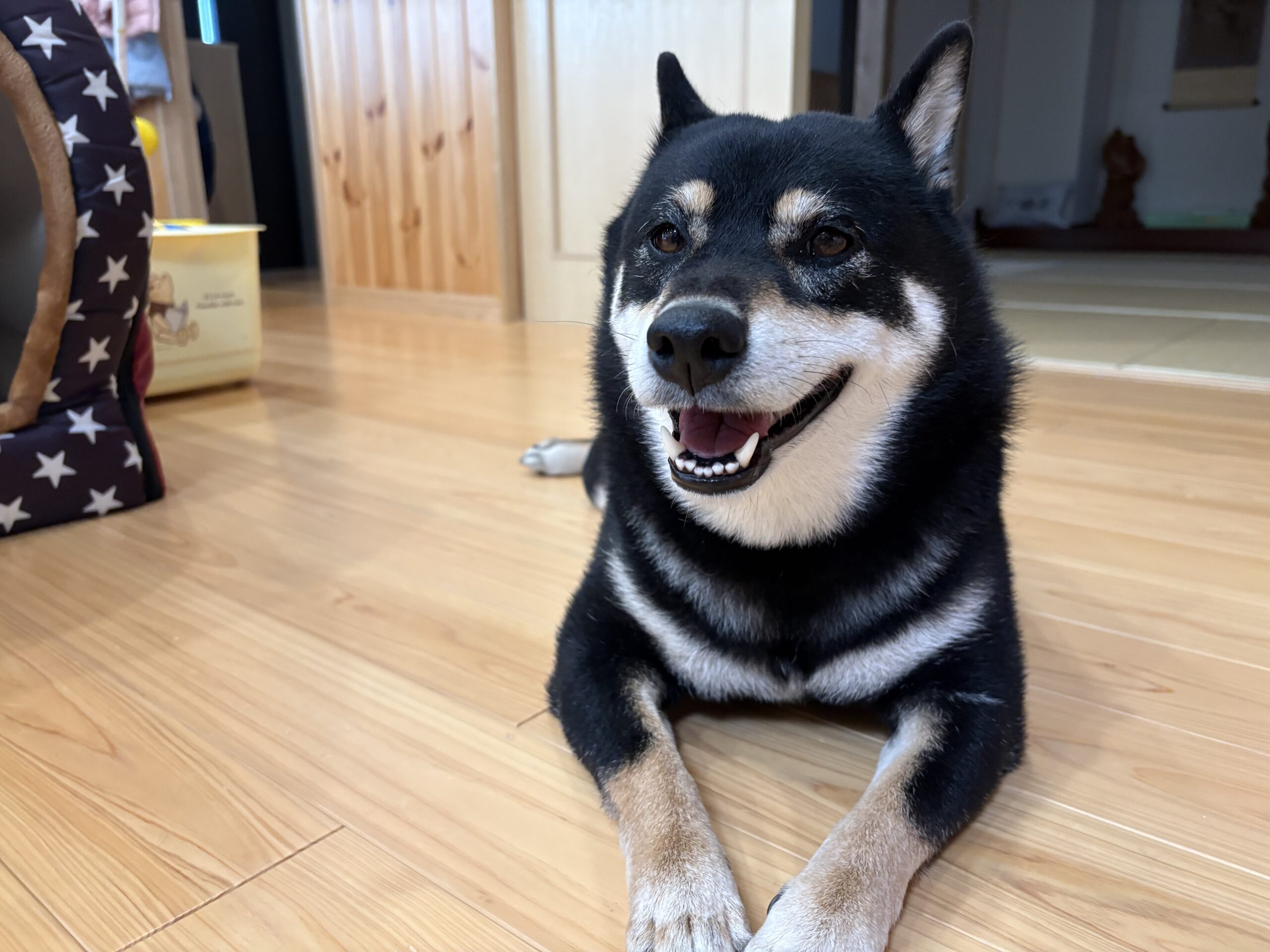 「散歩後に満足そうな表情をしている黒柴犬まめ」