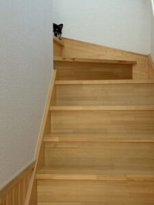 階段の陰からそっと様子をうかがう黒柴まめ