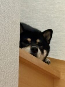 半分隠れながら見下ろしてくる黒柴まめの顔