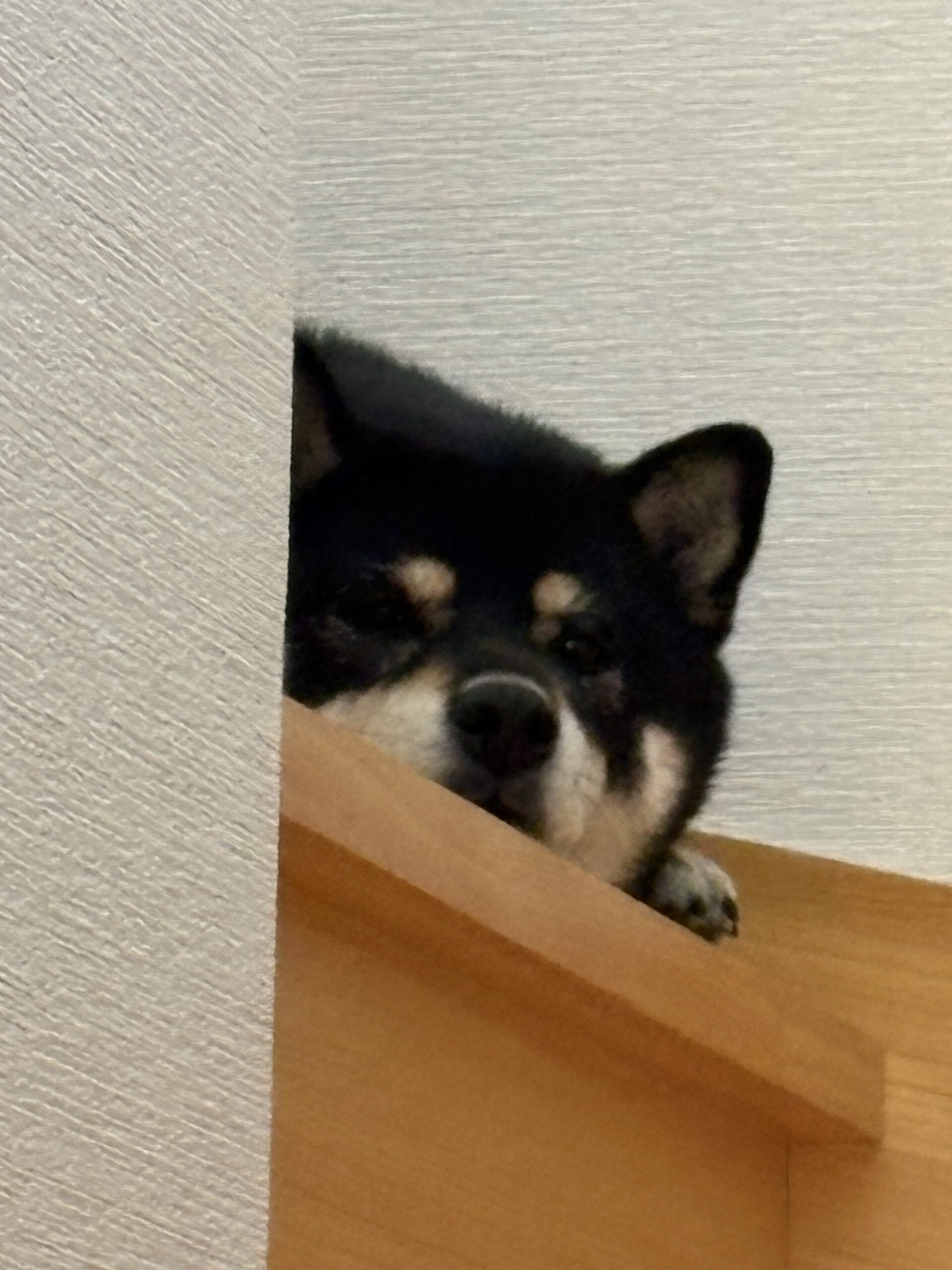 半分隠れながら見下ろしてくる黒柴まめの顔