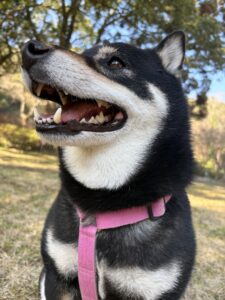 暖かい日に散歩を楽しむ黒柴まめ