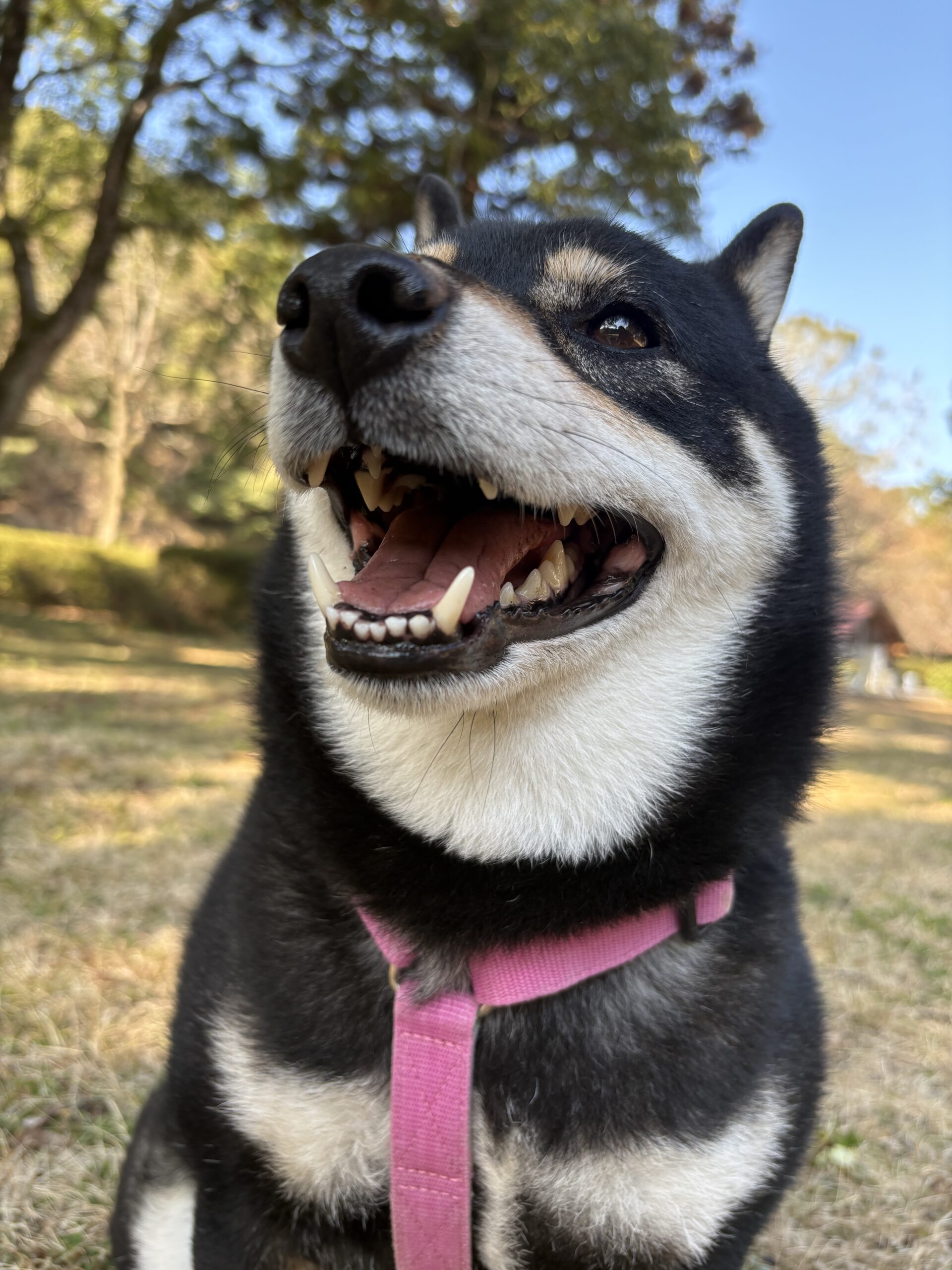季節外れの暖かさの中で笑顔の黒柴まめ