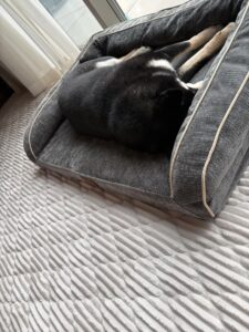 ゆったりサイズの3Dペットベッドで寝る柴犬