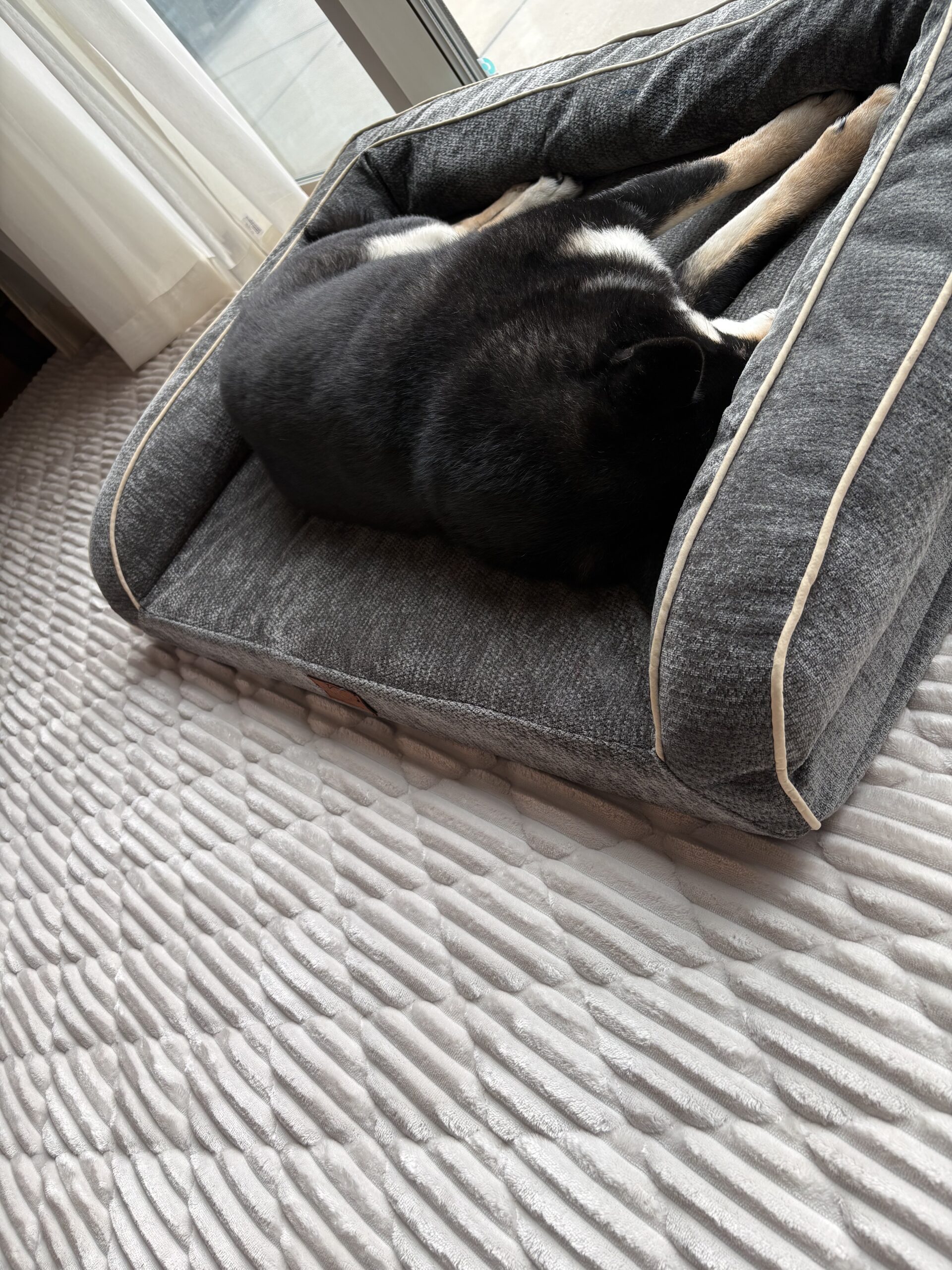 ゆったりサイズの3Dペットベッドで寝る柴犬