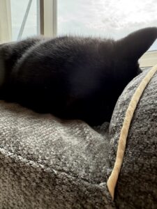 毛が目立ちにくいグレーの犬用ベッド