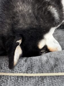 頭をクッションにつけて昼寝する黒柴まめ