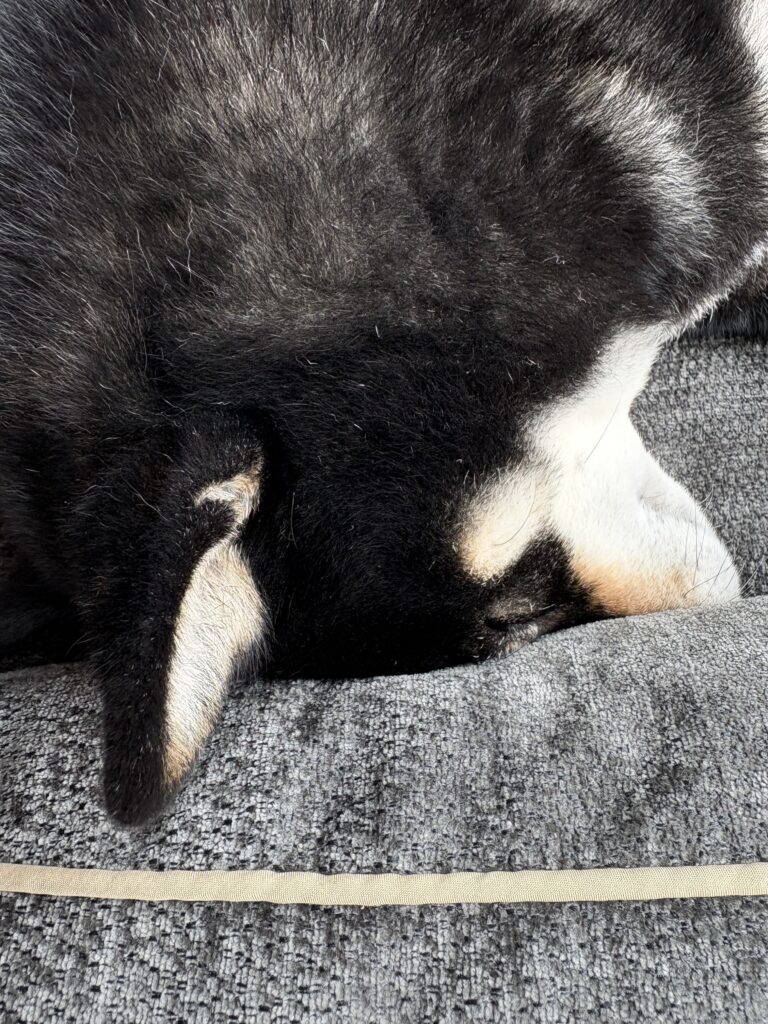 グレーの生地に黒柴の抜け毛がついても目立たない犬用ベッド