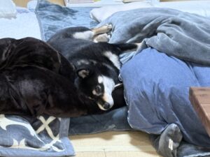 毛布に挟まれてぬくぬくしている黒柴まめ