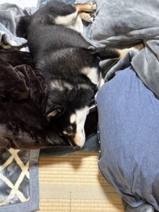寒い日に毛布から動かない黒柴まめの様子