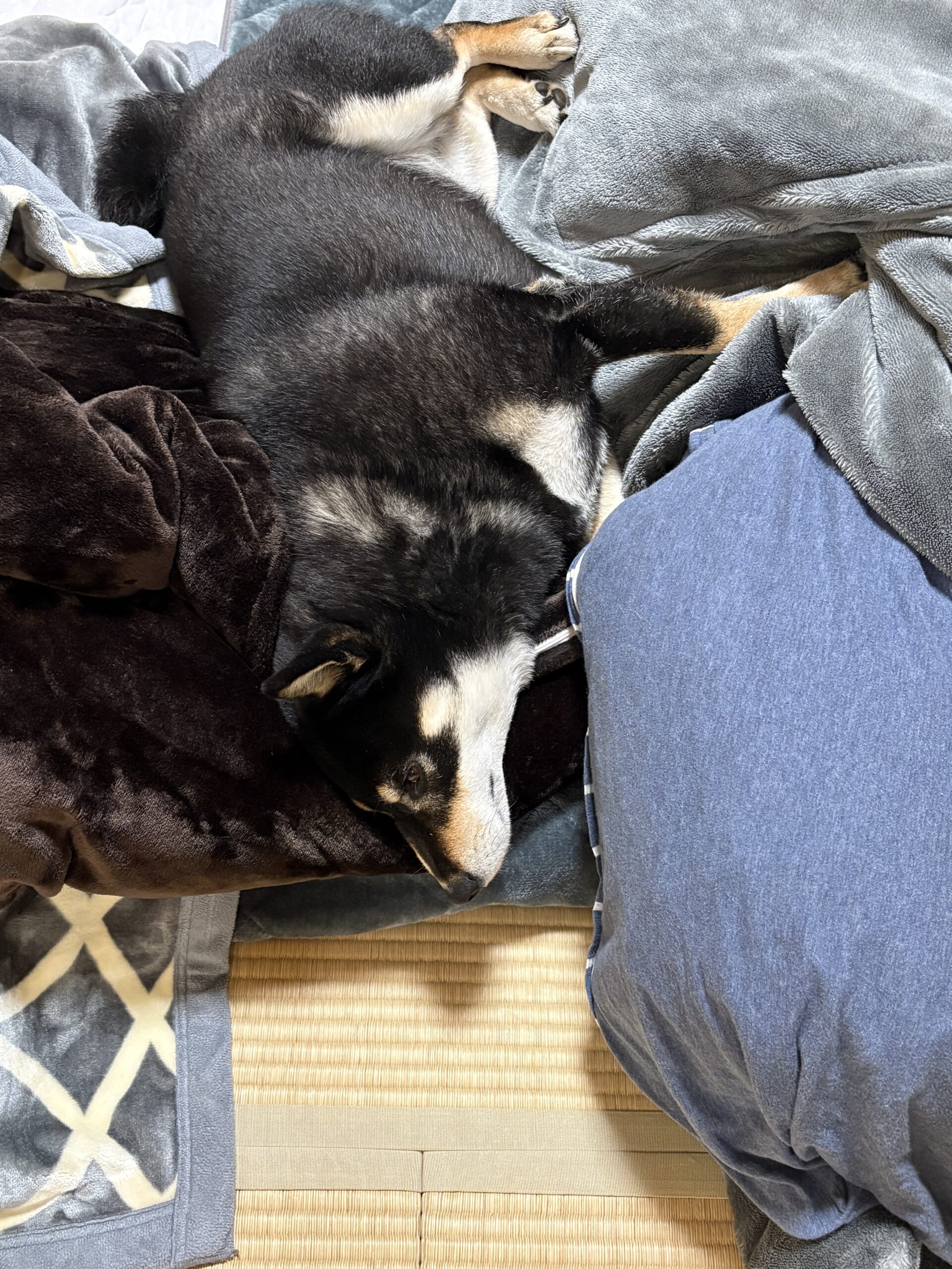 寒い日に毛布から動かない黒柴まめの様子