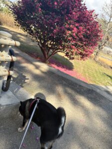 散歩中に立ち止まる黒柴まめと季節の花の風景