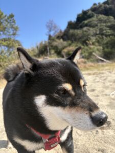 浜辺で走り回る元気いっぱいの黒柴まめ