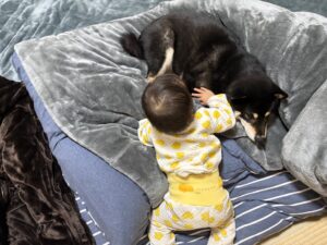 布団の上で寝転ぶ黒柴まめと近づく赤ちゃんの後ろ姿
