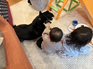 床ごはん中の下の子のそばで見守る黒柴まめ