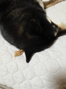 布団の上で気持ちよさそうに眠る黒柴まめの後ろ姿