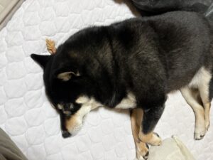 アキレスのおやつを枕にして眠る黒柴まめ