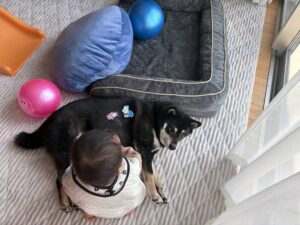 黒柴犬まめの背中にアンパンマンのシールを貼る赤ちゃんの様子