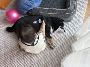 赤ちゃんが黒柴犬にシールを貼って遊んでいる日常風景